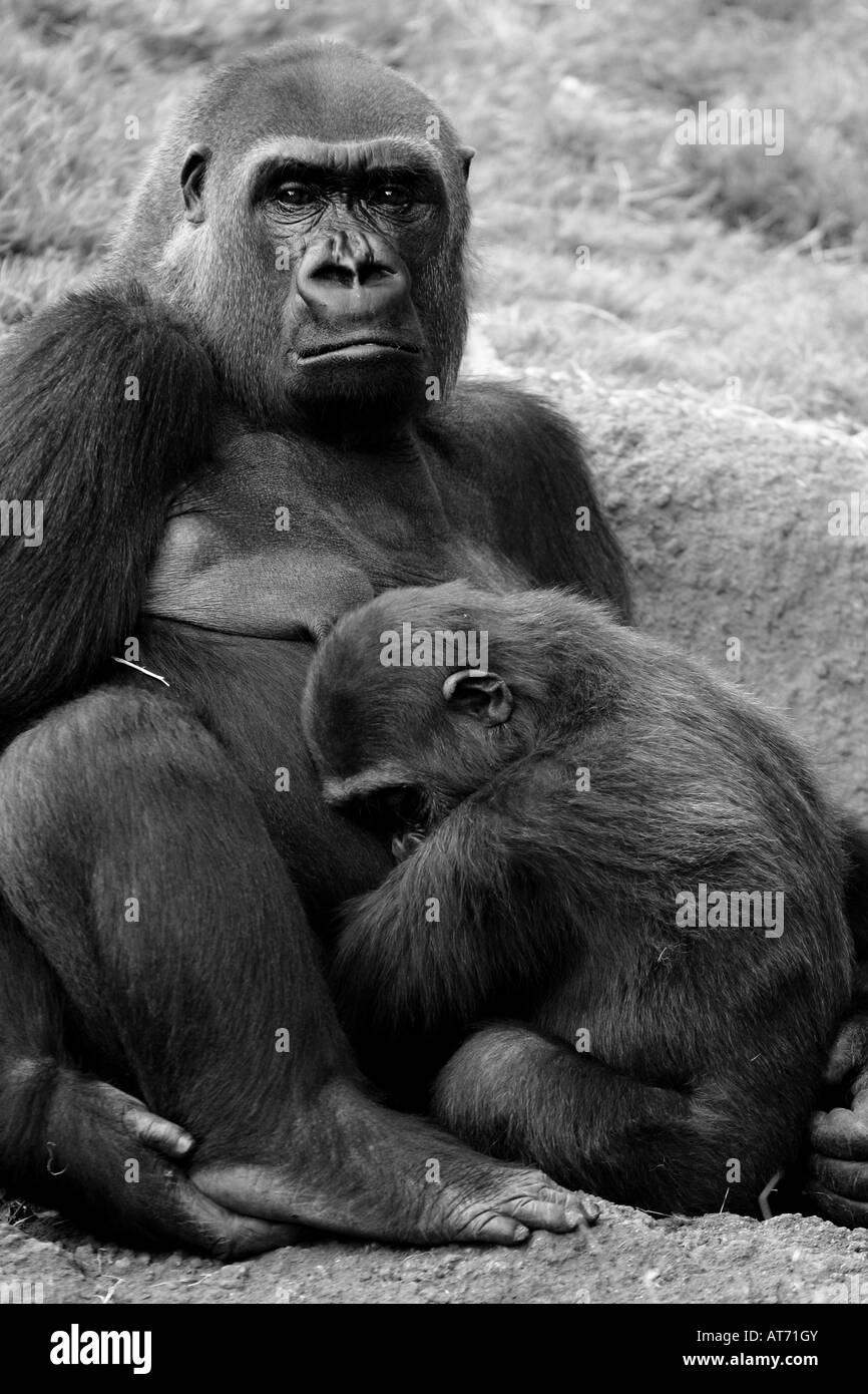 A Mutter und baby Gorilla Nickerchen und kuscheln zusammen Stockfoto