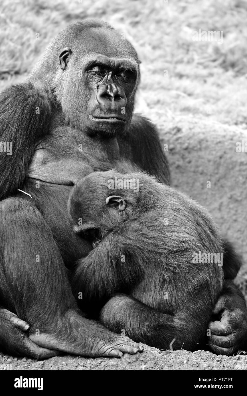 A Mutter und baby Gorilla Nickerchen und kuscheln zusammen Stockfoto