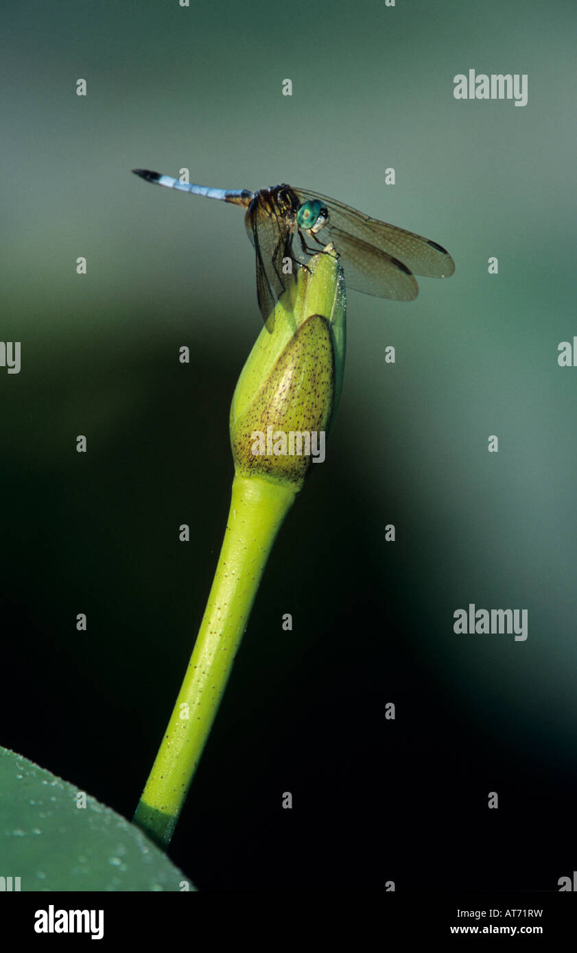 Blaue Dasher Pachydiplax Longipennis männlich auf amerikanische Lotusblume Schweißer Wildlife Refuge Sinton Texas USA Juni 2005 Stockfoto