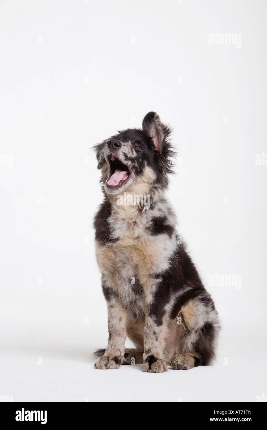 Hundesitting im Studio Gähnen, Porträt Stockfoto