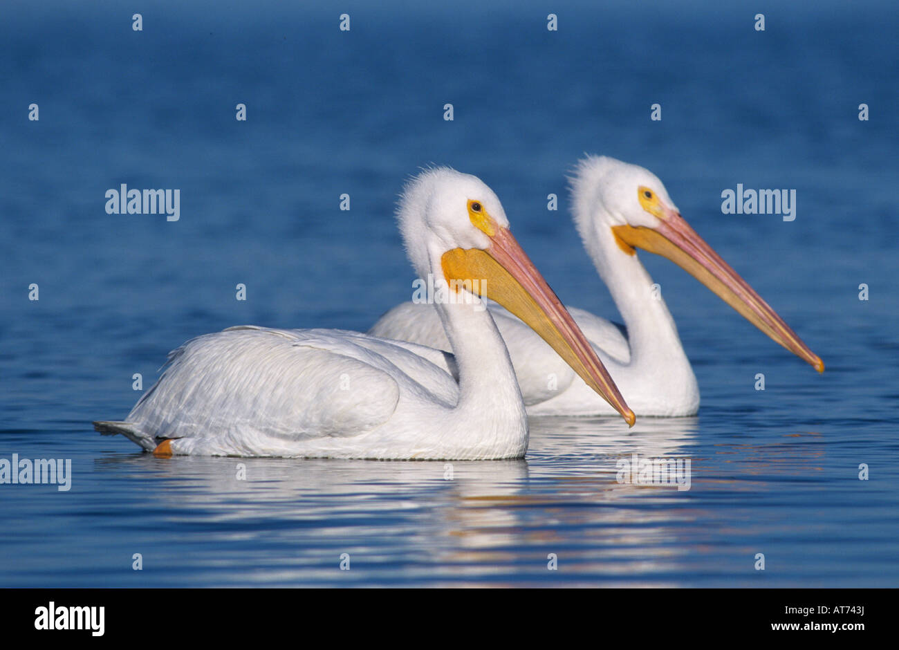 Amerikanischer weißer Pelikan Pelecanus Erythrorhynchos Erwachsene Rockport Texas USA Dezember 2003 Stockfoto