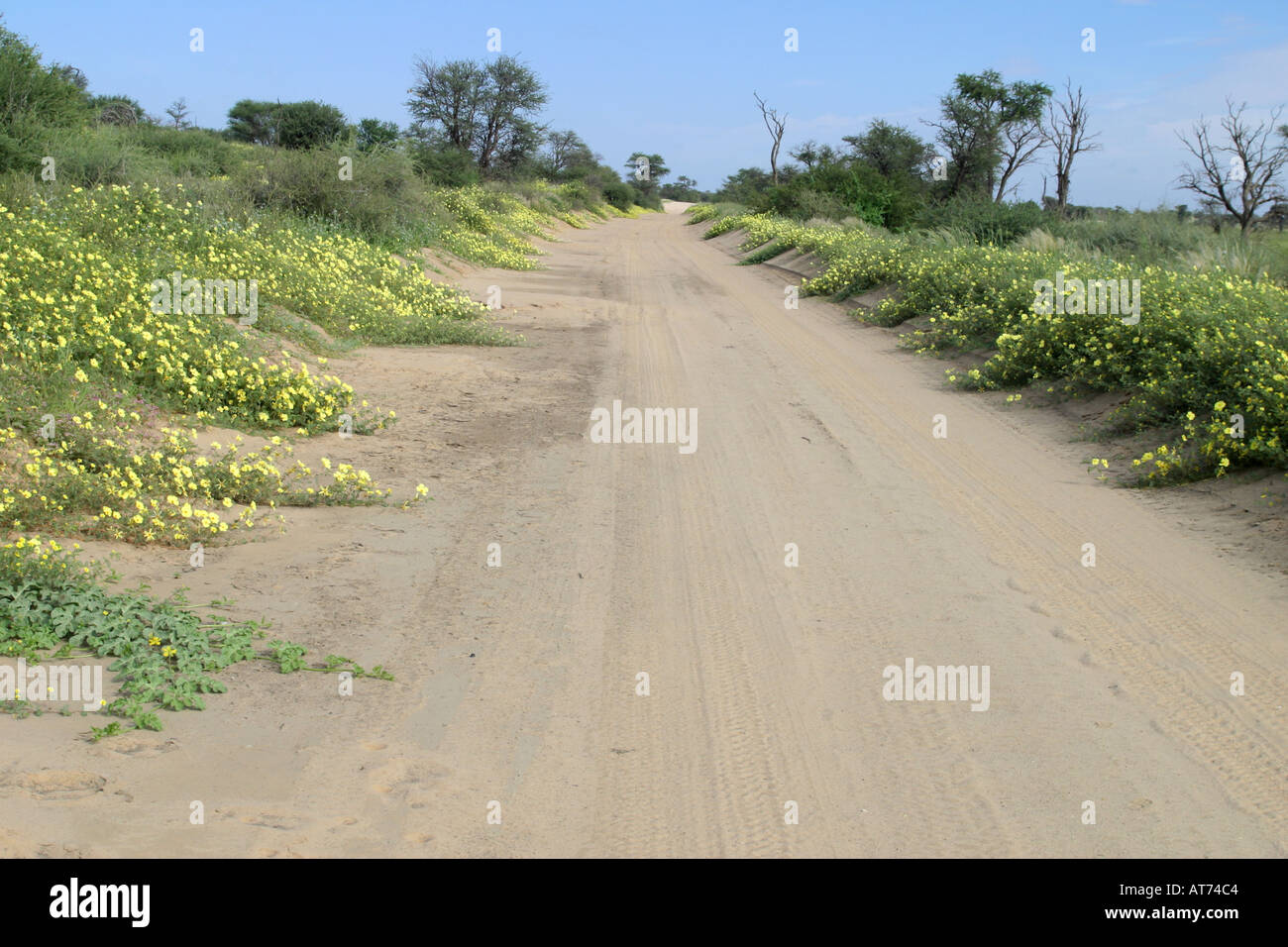 Blumen nach dem Regen in der Kalahari-Wüste Stockfoto