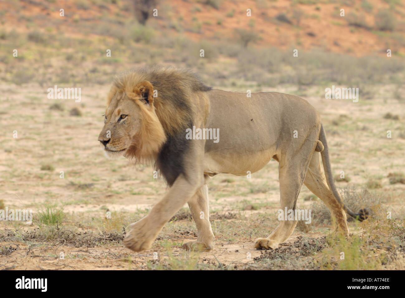 Lion schwarze Mähne Löwe stock Fotografie Stockfoto