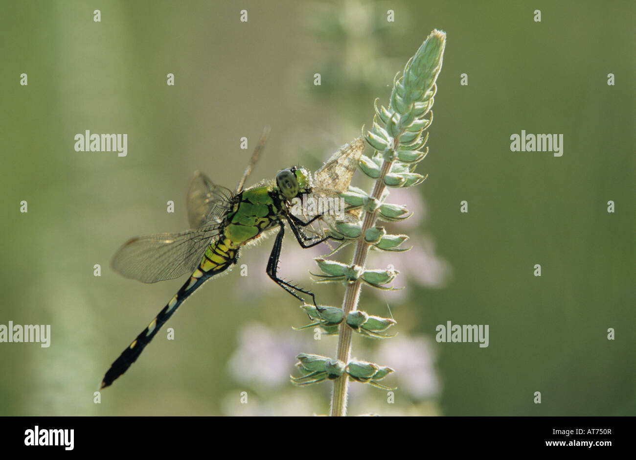 Östliche Pondhawk Erythemis Simplicicollis weiblich auf amerikanischen Gamander Sinton Texas USA Stockfoto