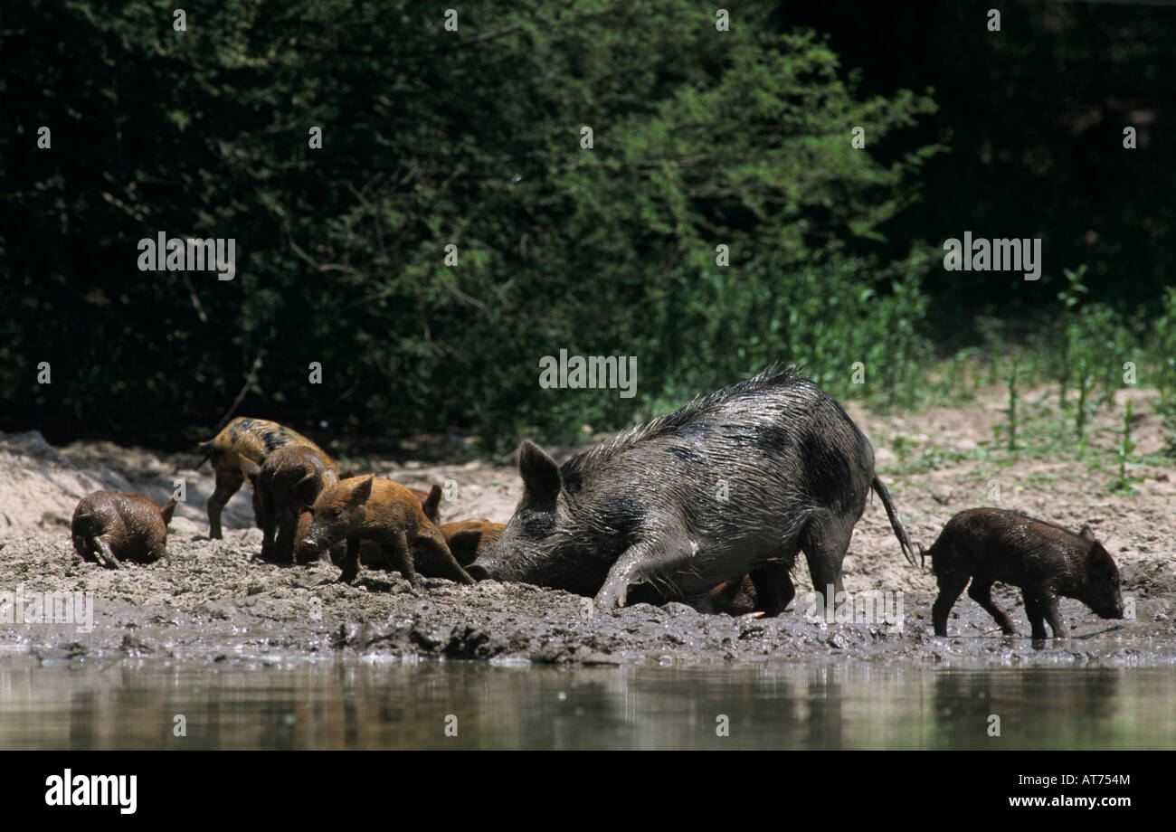 Wildes Schwein Sus Scrofa weibliche mit Ferkeln im Schlamm suhlen Starr County Rio Grande Valley, Texas USA Mai 2002 Stockfoto