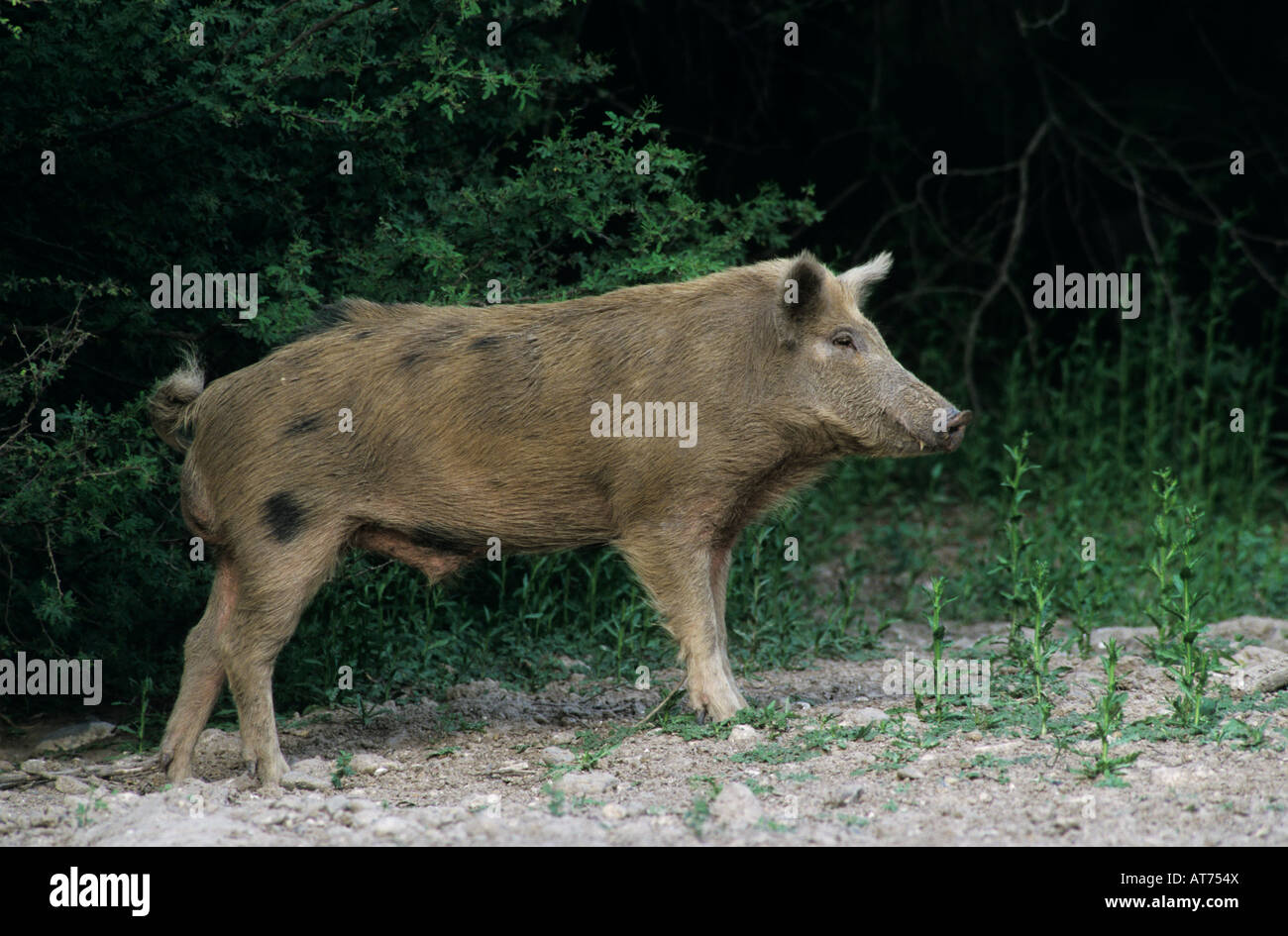 Wildes Schwein Sus Scrofa Eber Starr County Rio Grande Valley Texas USA Mai 2002 Stockfoto