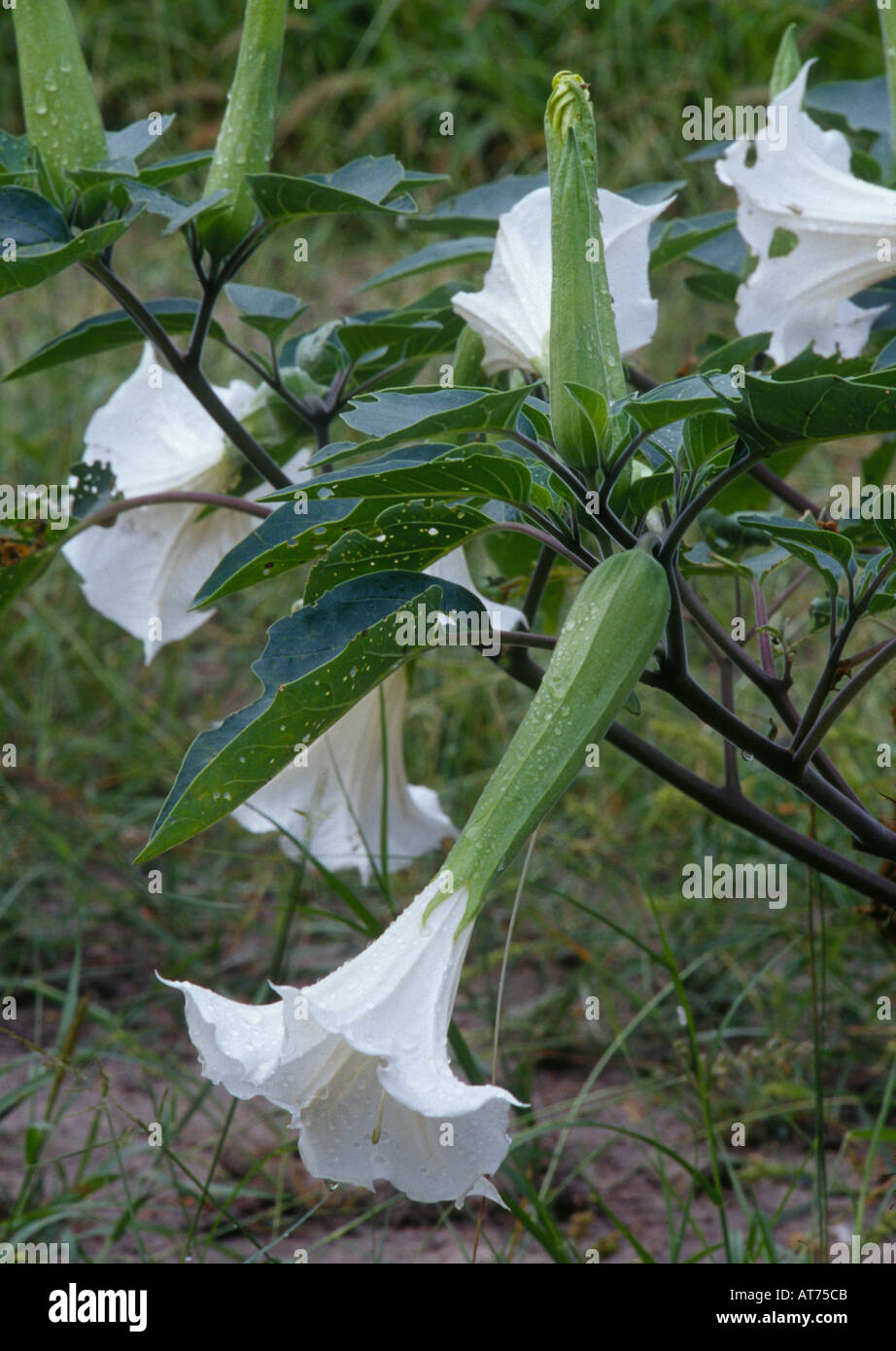 Jimsonweed Datura Stramonium vergiften Wildblumen in Süd Texas schöne Anlage aber Wildtiere wird diese Pflanze nicht essen Stockfoto