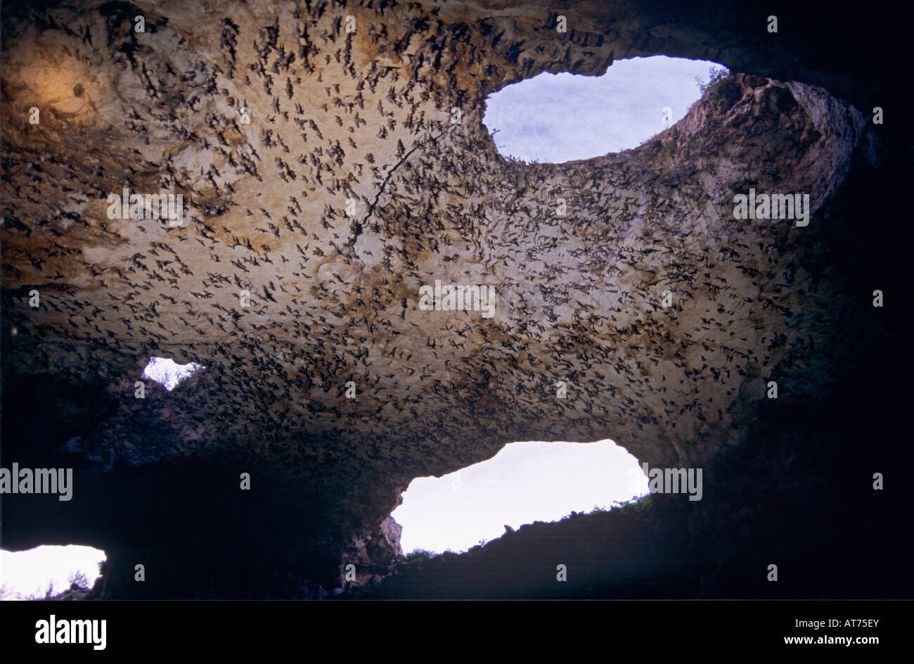 Mexikanische Free-tailed Bat entstehen vor Brasiliensis Fledermäuse aus Höhle Frio Fledermaushöhle Texas USA Juni 2005 Stockfoto