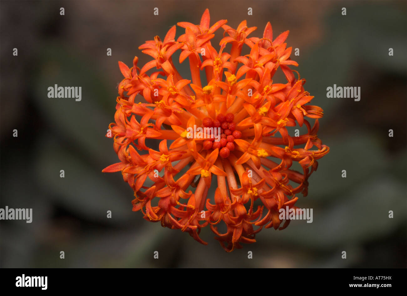 Scharlachrote Kleinia, eine afrikanische Blume in der Aster-Familie. Kleinia fulgens Stockfoto