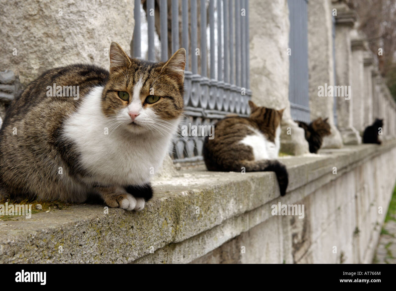 Streunende Katzen auf einer Wand in Istanbul, Türkei. Stockfoto