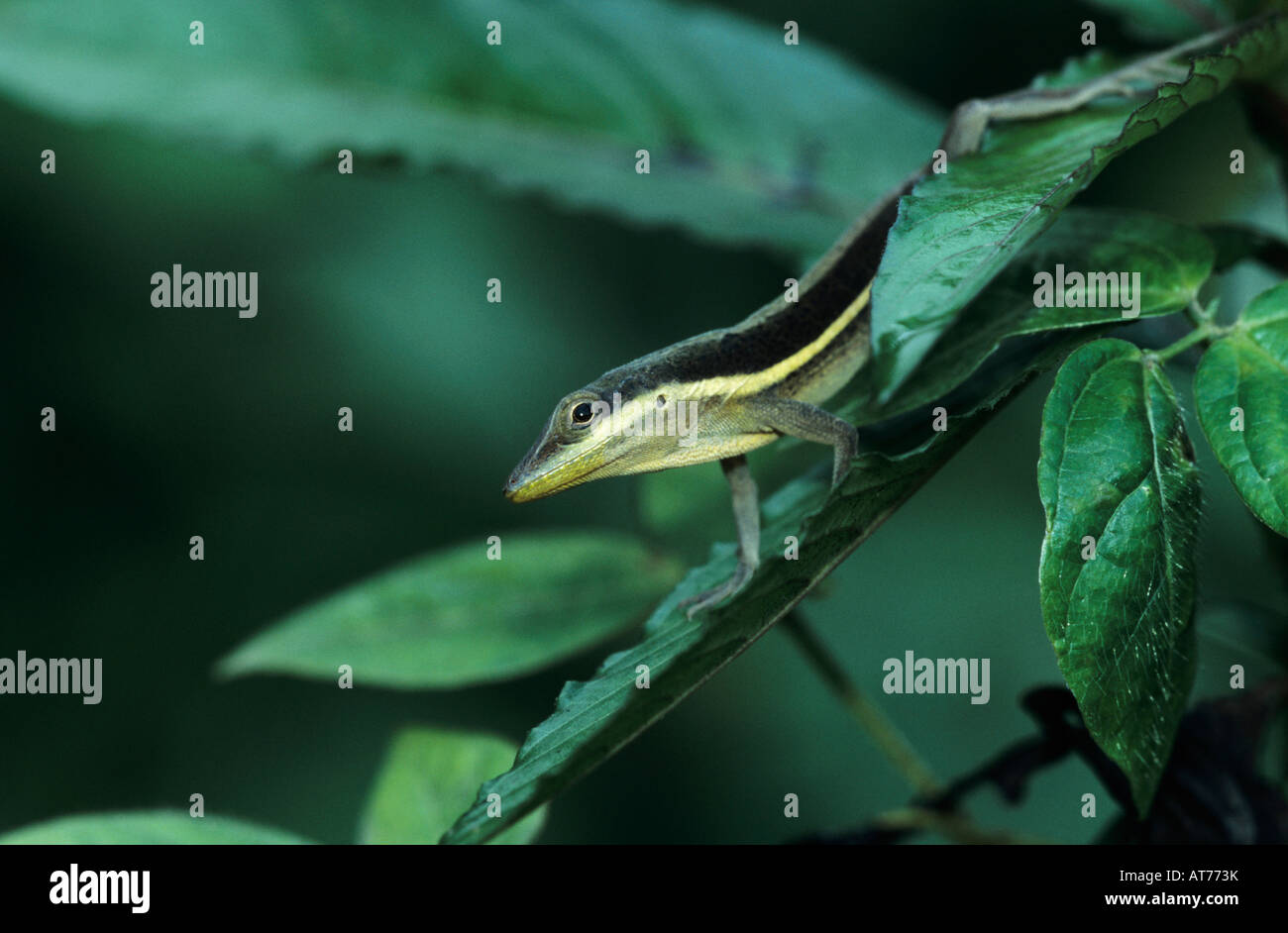 Anole Erwachsenen El Yunque Caribbean National Forest Puerto Rico USA Februar 2003 Stockfoto
