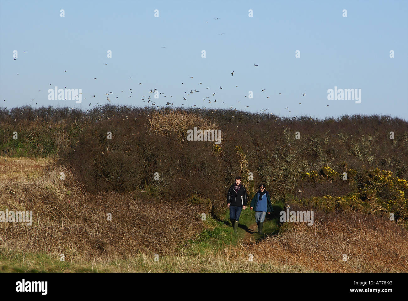 Wanderer unwissentlich inmitten einer Herde von Buchfinken während der Cornish Coastal Path zu Fuß Stockfoto