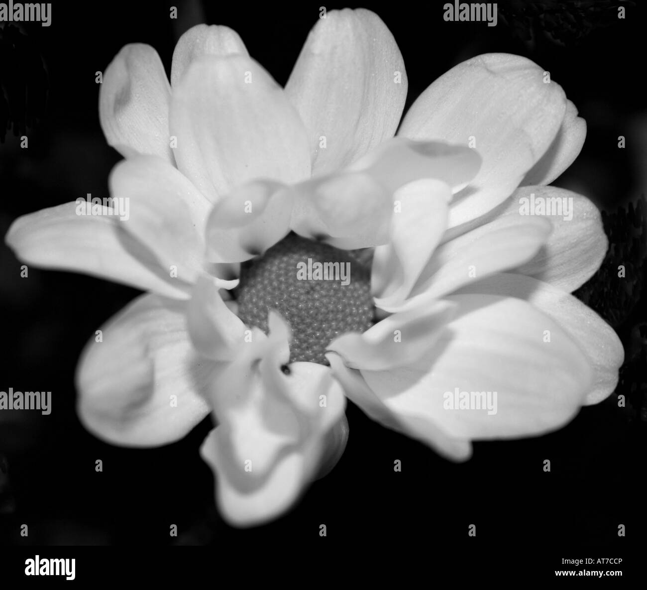 "Blume aus einem Bouquet in schwarz und weiß" Stockfoto