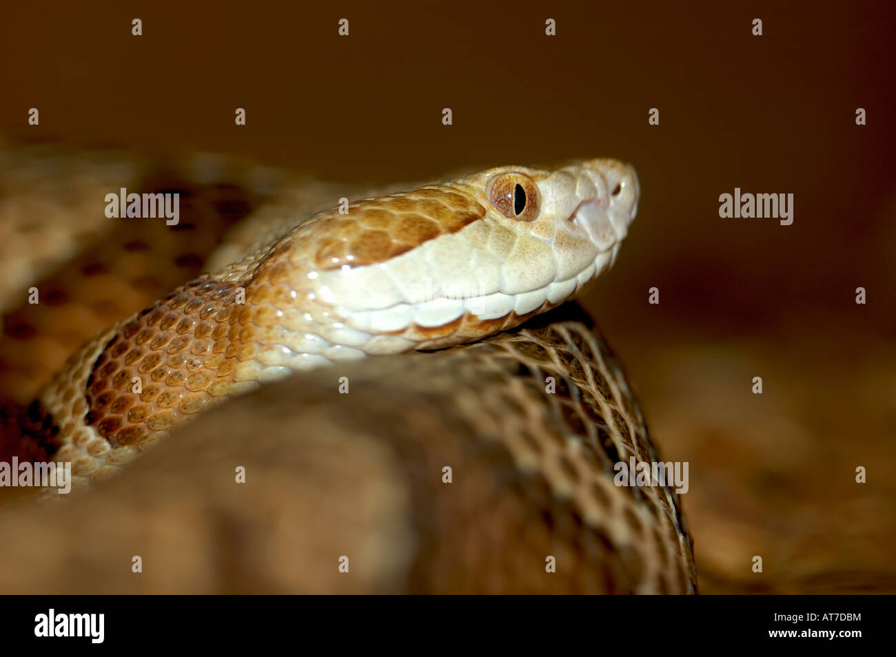 Copperhead Schlange Stockfoto