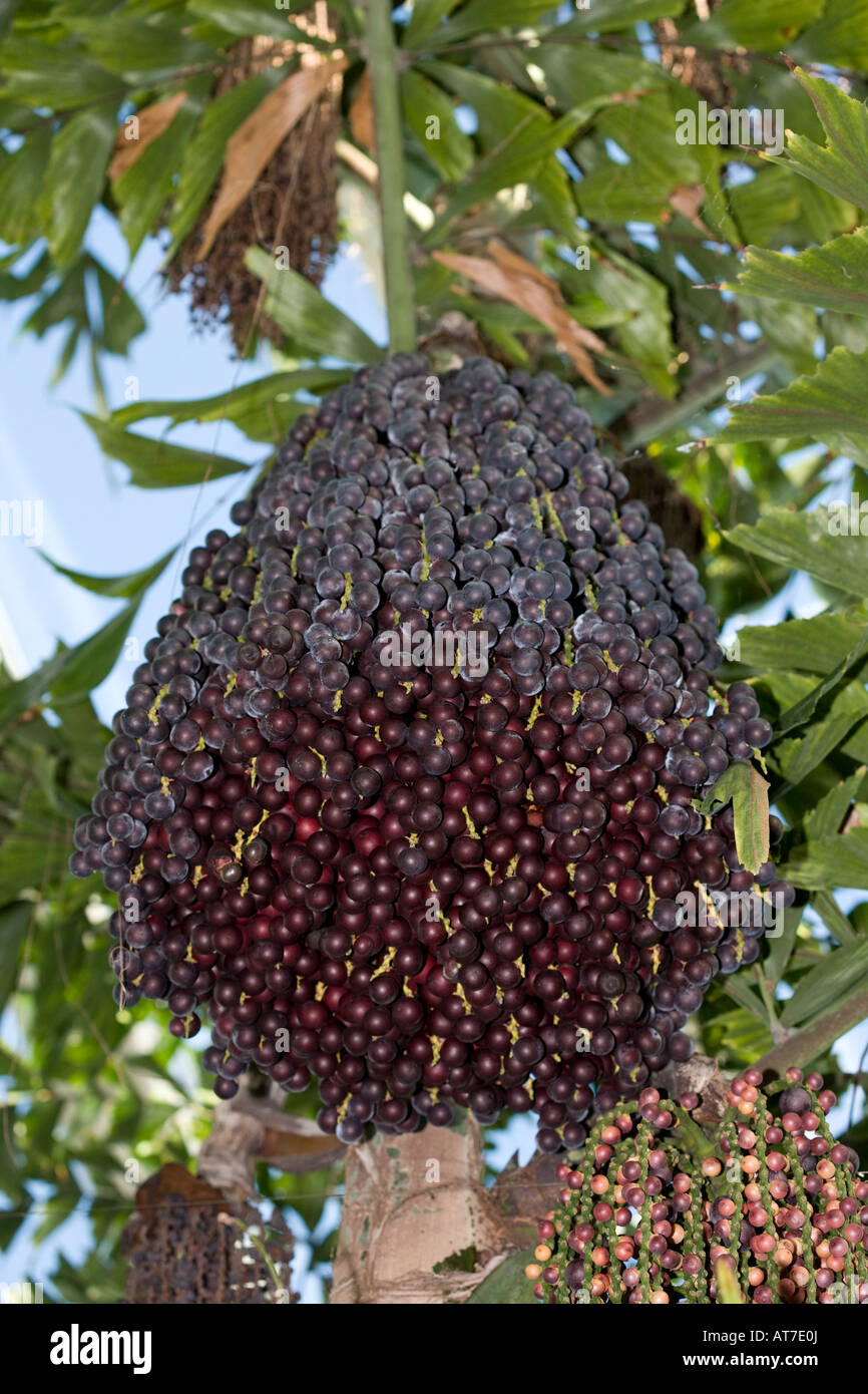 Clustering Fishtail Palm, Tuvad fiskstjärtspalm (Caryota mitis) Stockfoto