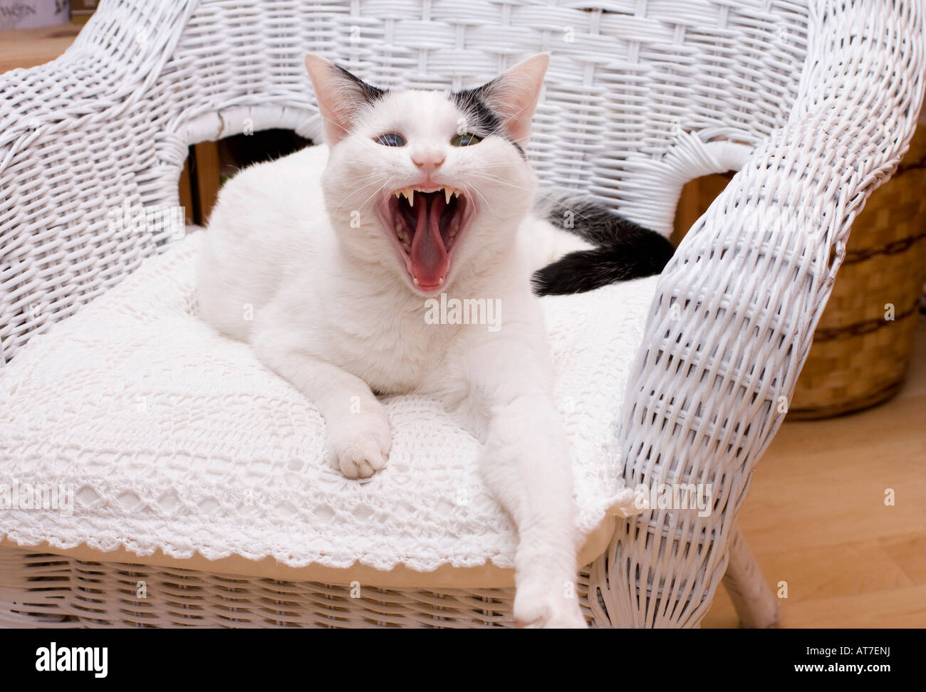 Süße junge weiße Hauskatze (Felis catus) gähnelt Stockfoto