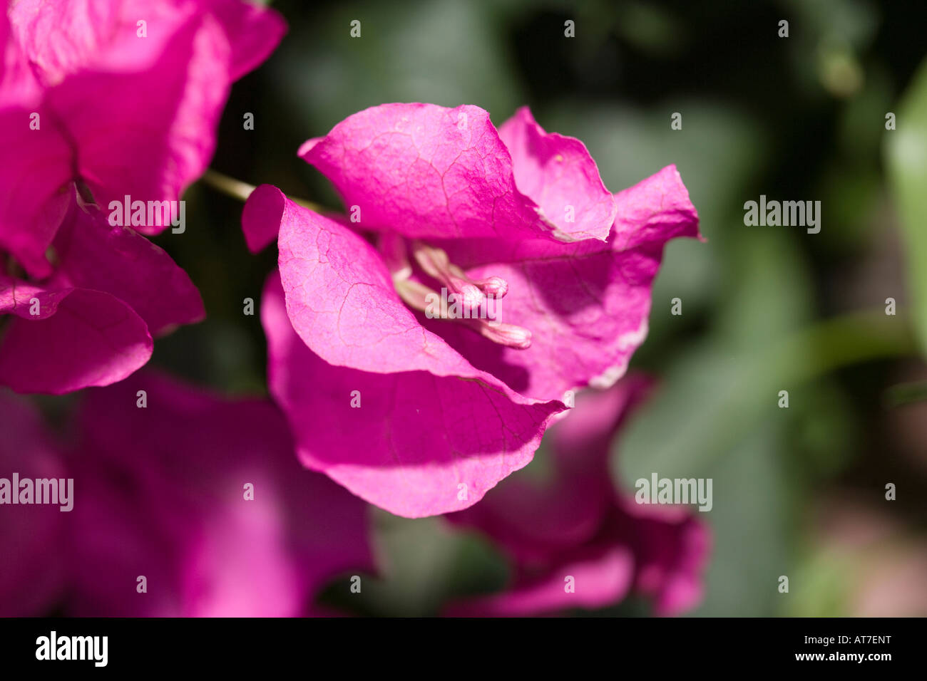 Paperflower, Trillingblomma (Bougainvillea glabra) Stockfoto