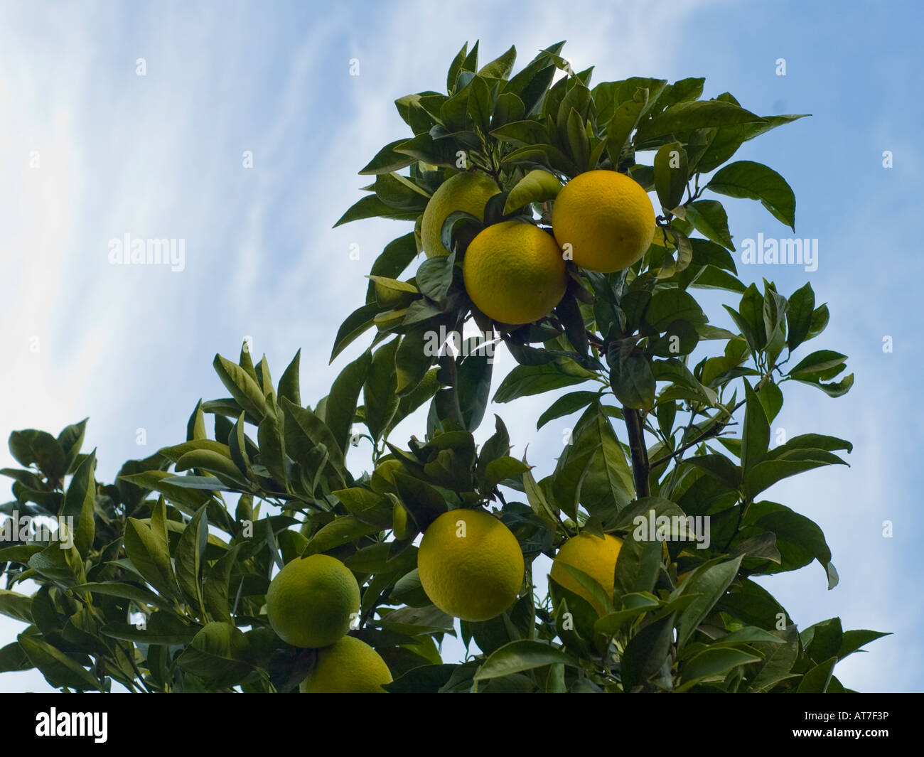 Bio Orangen (Citrus Sinensis) Israel Stockfoto