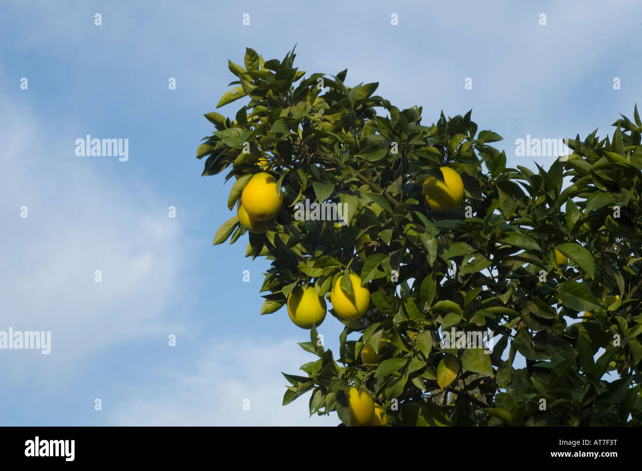 Bio Orangen (Citrus Sinensis) Israel Stockfoto