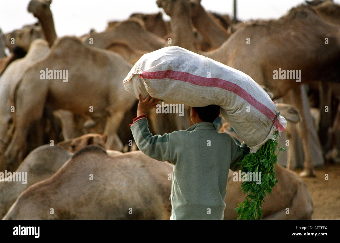 Kamelmarkt in der Nähe von Kairo, Ägypten Stockfoto