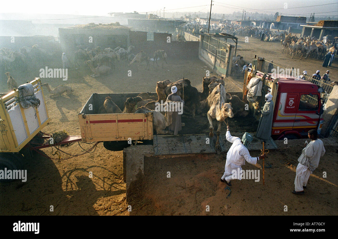 Kamelmarkt in der Nähe von Kairo, Ägypten Stockfoto