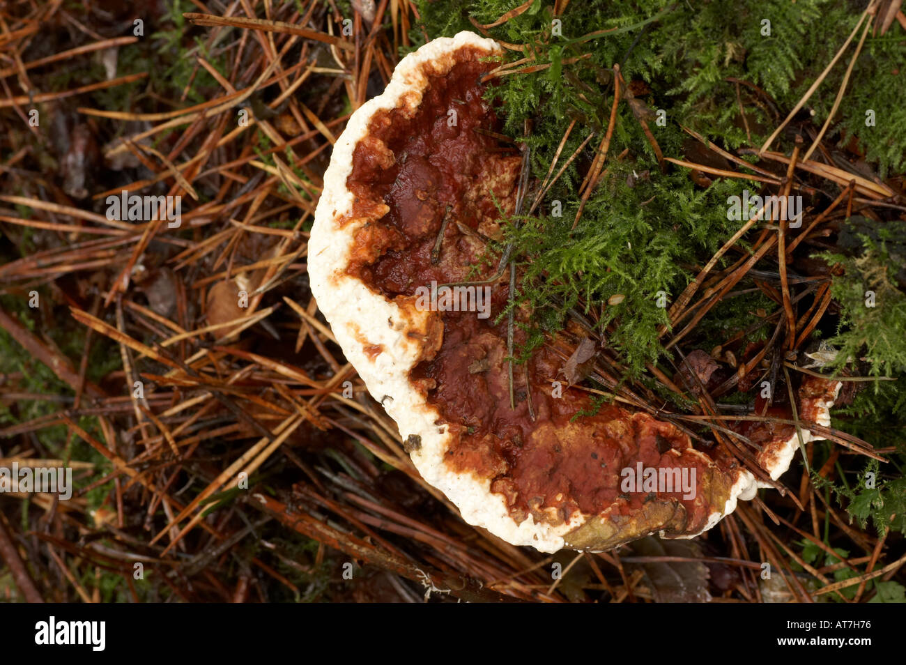 Root Rot Heterobasidion annosum Stockfoto