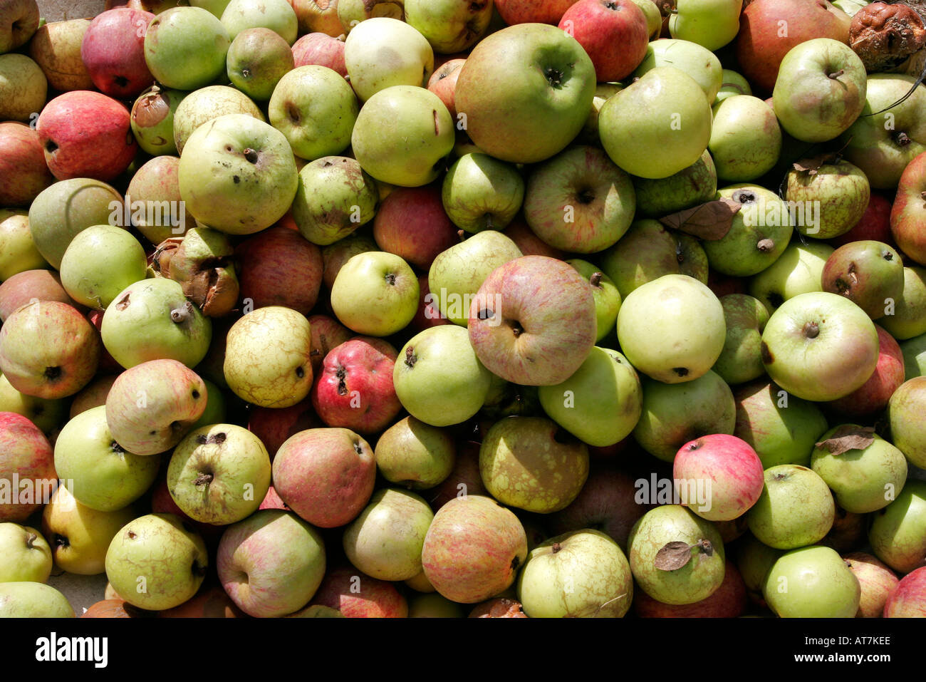 Stein-Schüssel Windfall Äpfel Stockfoto