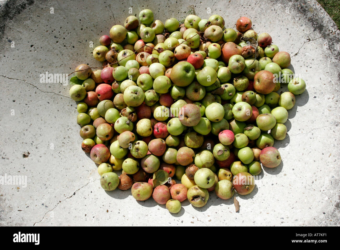 Stein-Schüssel Windfall Äpfel Stockfoto