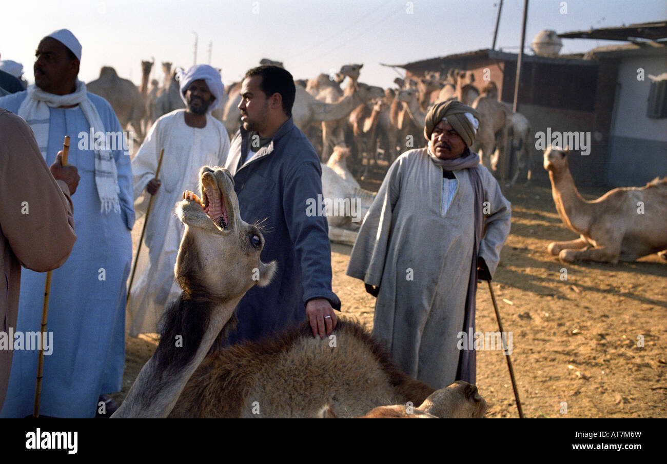 Kamelmarkt in der Nähe von Kairo, Ägypten Stockfoto