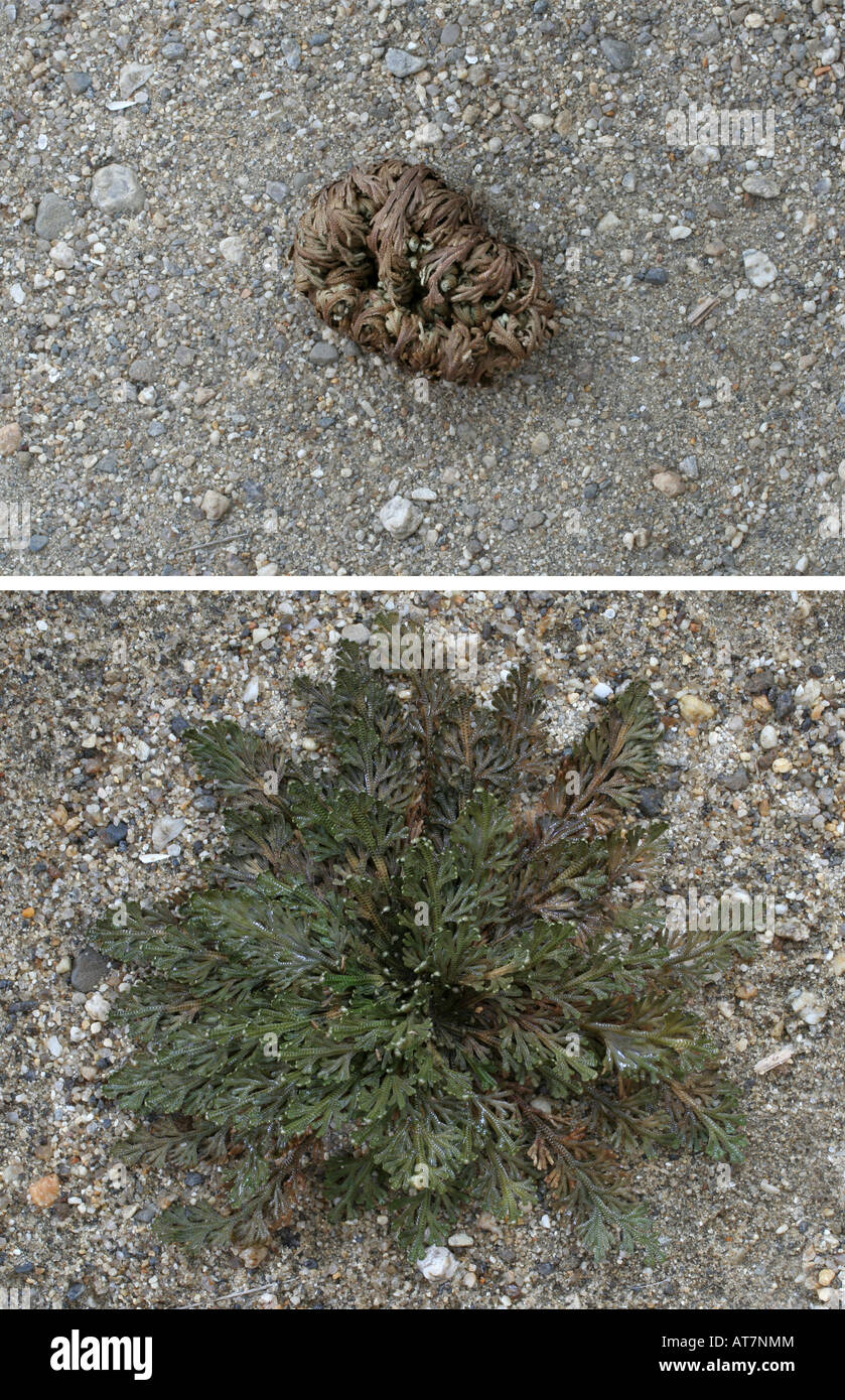 Auferstehungspflanze, Selaginella Lepidophylla. Dormant (oben) und verjüngt (siehe unten). Stockfoto