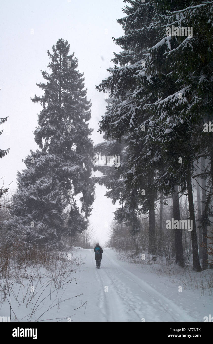 Wandern Sie durch Pinienwälder im Winter West Stockfoto