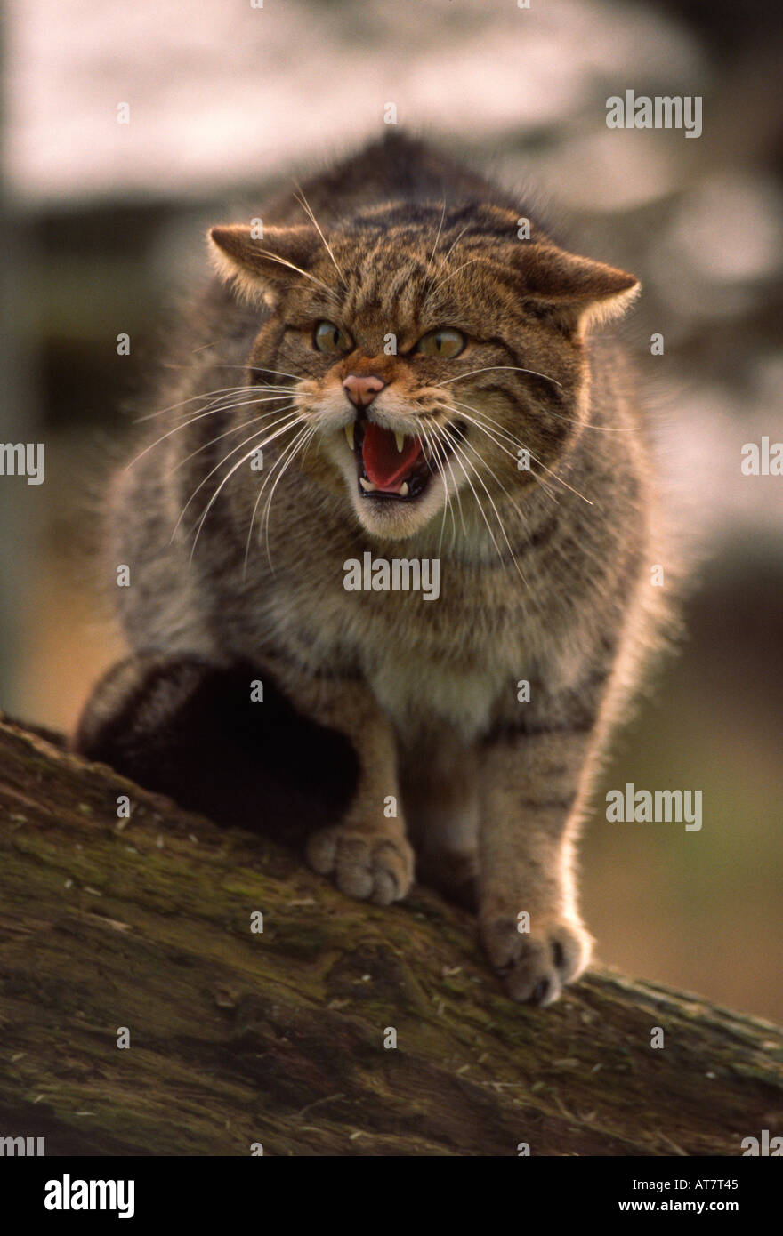 Schottische Wildkatze Knurren, British Wildlife Centre East Grinstead, England UK, Großbritannien Stockfoto