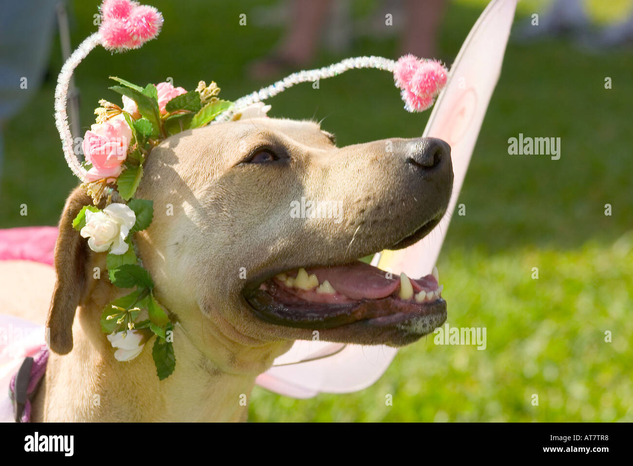 Hund trägt Blütenkopf Pice und Schmetterling Flügel Stockfoto