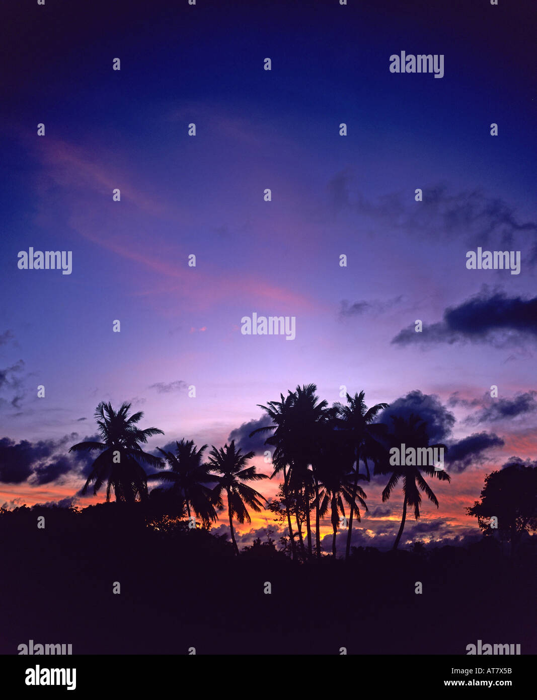 Palmen bei Sonnenuntergang, Marie-Galante-Insel, Guadeloupe, Westindische Inseln, kleine Antillen Stockfoto