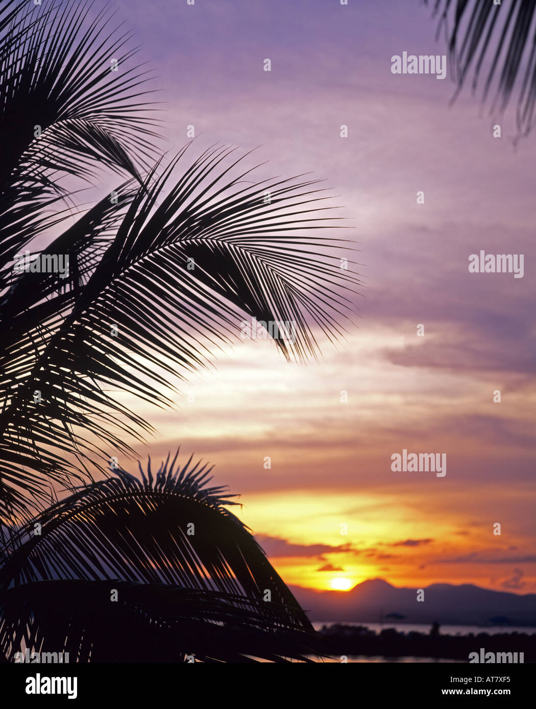 Palmen im Sonnenuntergang, Guadeloupe, Französisch-Westindien Stockfoto