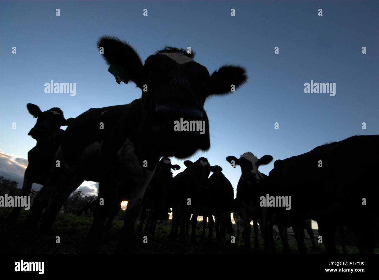 Landwirtschaft Landwirtschaft Milchwirtschaft Eastern Cape-Südafrika Stockfoto