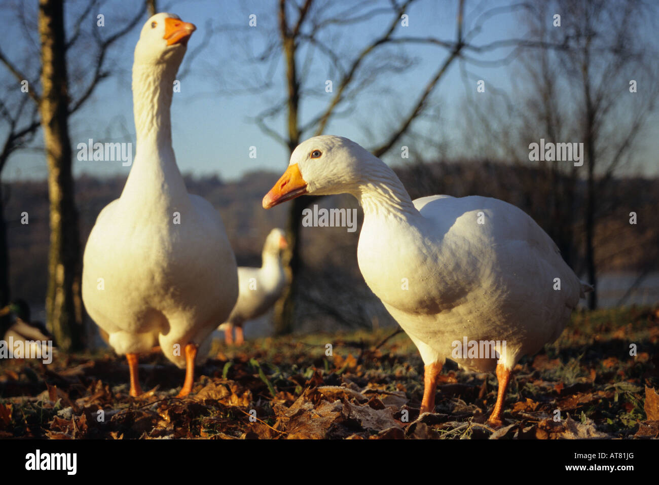 Wildgänse am Westport See Stockfoto