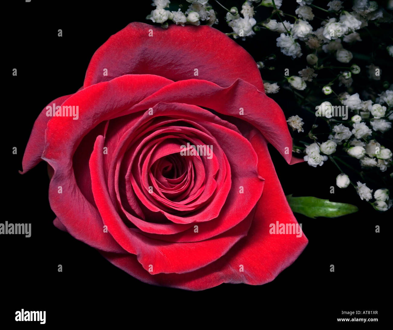Rote Rosen und Schleierkraut Stockfoto