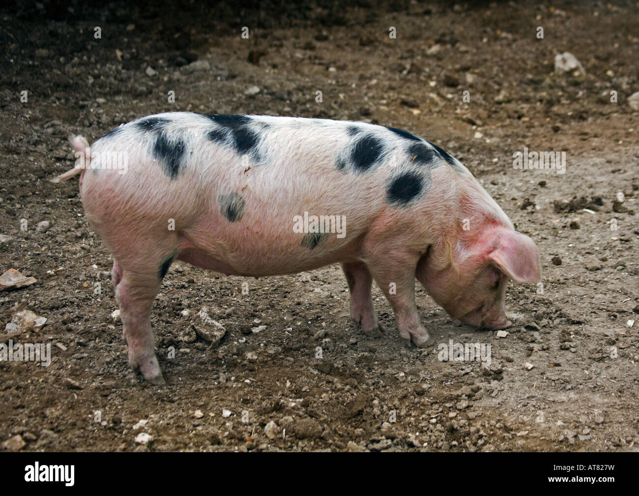 Gefleckte Schwein Stockfoto
