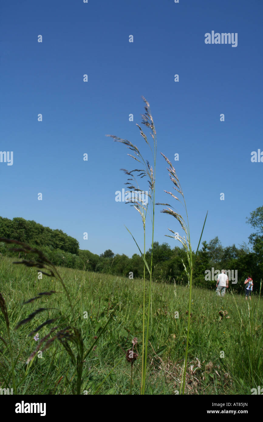 Menschen zu Fuß, Sommerwiese Stockfoto