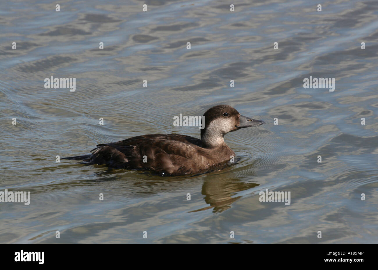 Weibliche gemeinsame Scoter Stockfoto