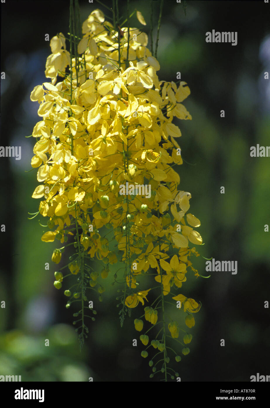 der Kassod (Cassia Siamea) Blüten von Juli bis Oktober Stockfoto