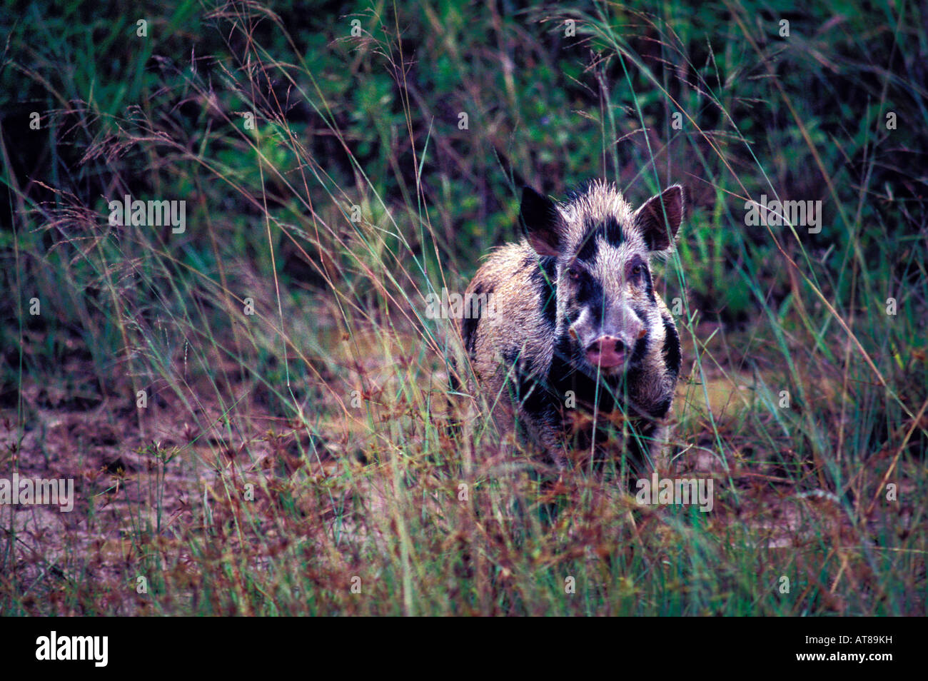 Wildes Schwein, gescheckt: Guam Stockfoto