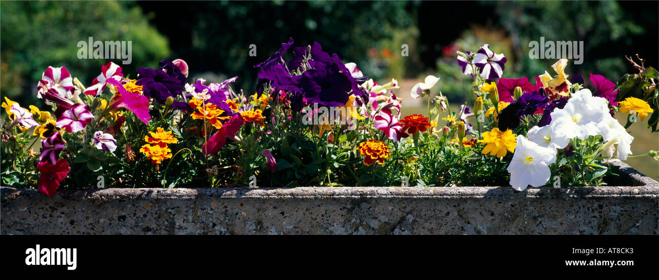 Petunien und Tagetes im Blumenkasten Cheam Surrey England Stockfotografie -  Alamy
