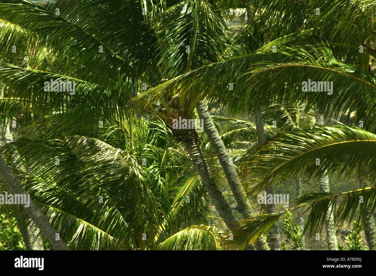 Palmen Sie wiegen sich in die Passatwinde auf der Insel Oahu. Stockfoto