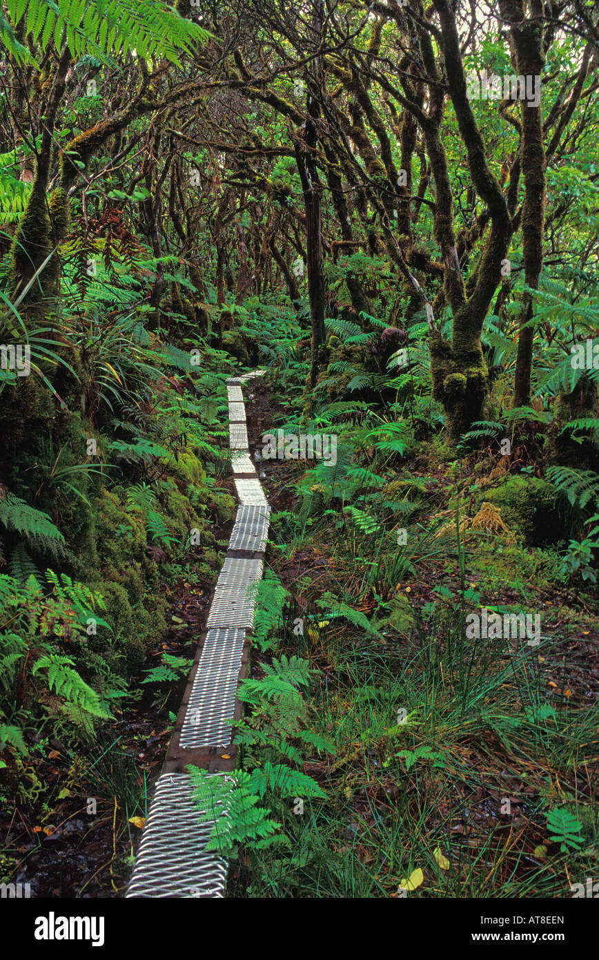 Kamakou Preserve Regenwald, Molokai, Hawaii. 98 % einheimische Arten Stockfoto