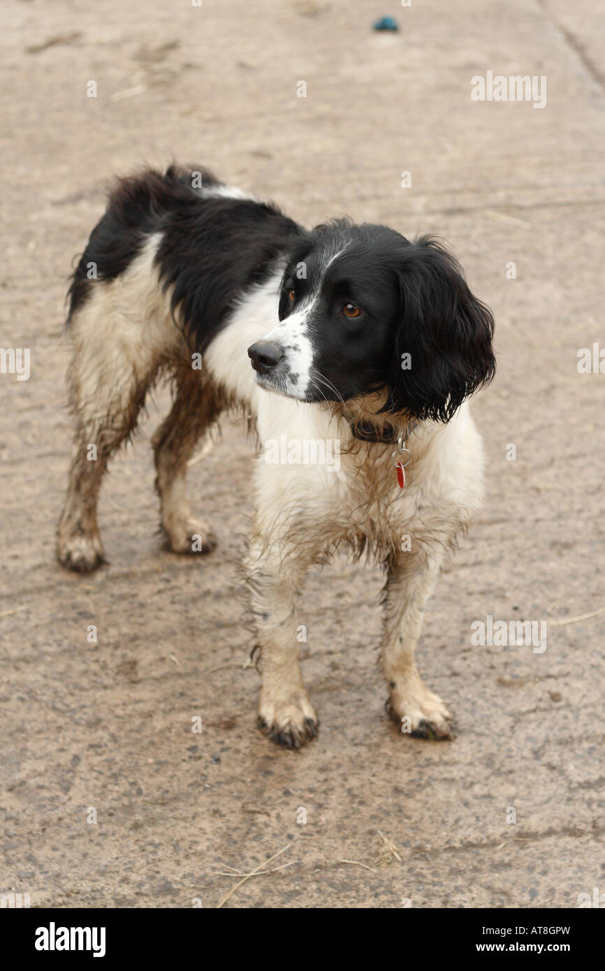 Englisch Springer Spaniel Hund schwarz-weiß Gebrauchshund stehend in einem Hof Stockfoto