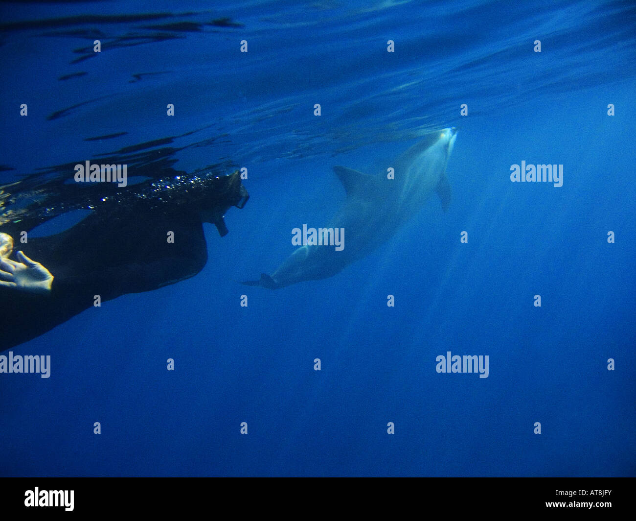 Schnorchler und Spinner-Delphin; Stenella longirostris Stockfoto