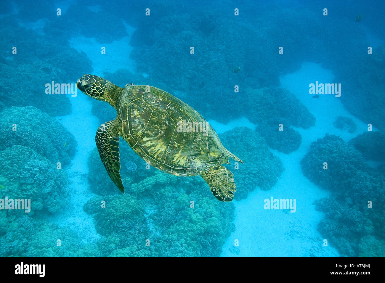 Grüne Meeresschildkröten, Hawaii; Chelonia mydas Stockfoto