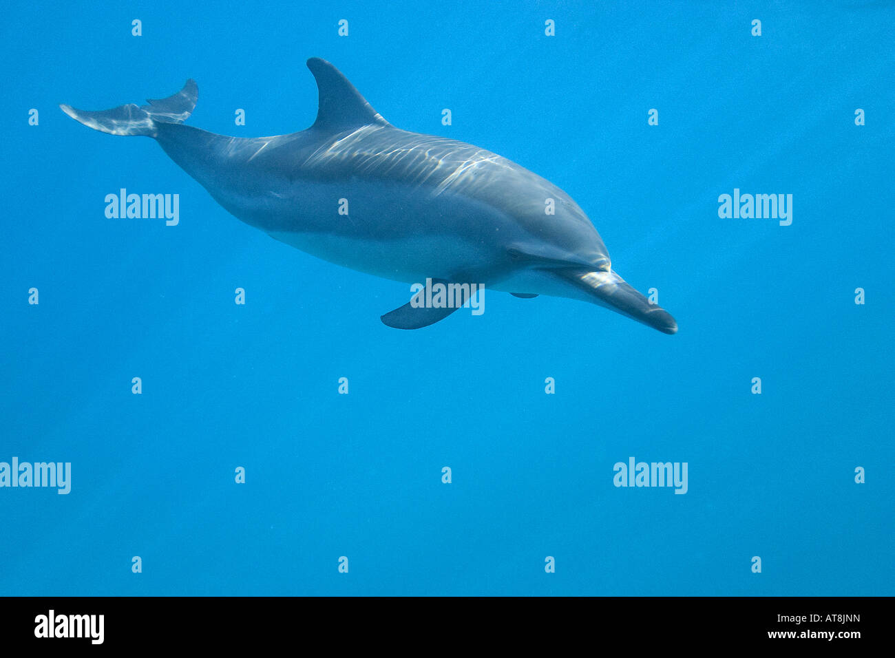 Hawaiian Spinner Delphin; Stenella longirostris Stockfoto